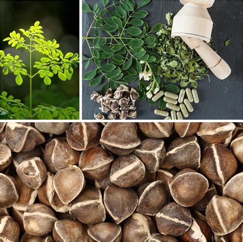 Amazon.com : Moringa Seeds for Planting - 10 g Packet ~30 Seeds - Grow Moringa Seeds to Eat ...