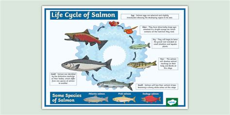 Salmon Life Cycle Poster
