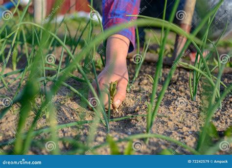 Woman Pulling Weeds in Her Vegetable Garden Stock Image - Image of ...