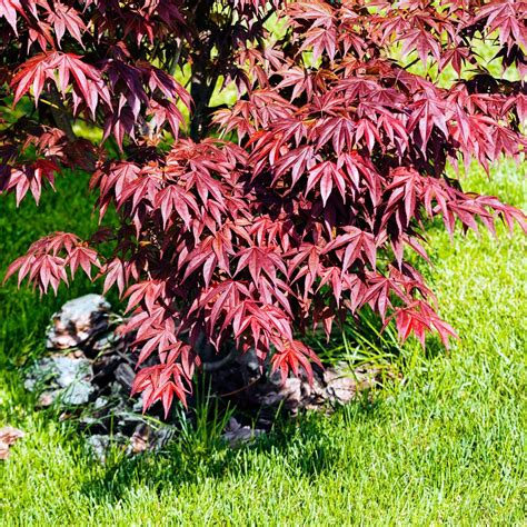 The Rike 3 pack of 50 seeds - Red Maple Seeds - American India | Ubuy