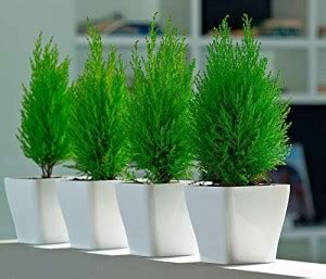 Grinian Platycladus/Morpankhi Plant Price in India - Buy Grinian ...