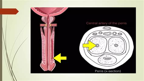 Sexual intercourse - Wikipedia