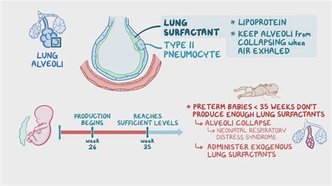 Normal Lung Surfactant Ratio at Donald Lyman blog