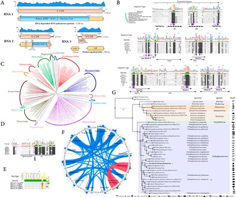 RNA Virus Discovery Sheds Light on the Virome of a Major Vineyard Pest ...