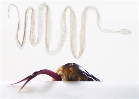 Python Facts Uncoiled!