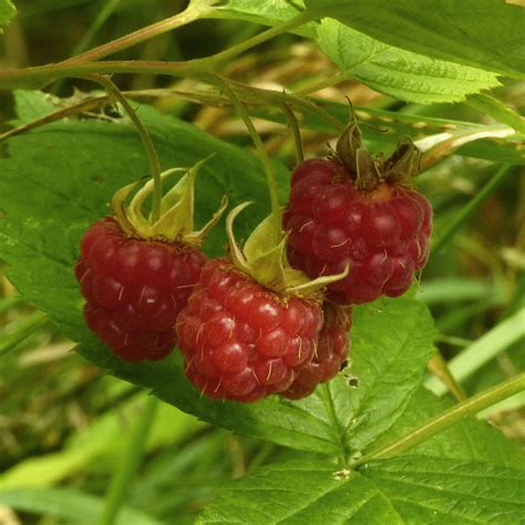 Raspberry (Rubus idaeus) Plants for Sale - Elevate Your Garden with Th ...