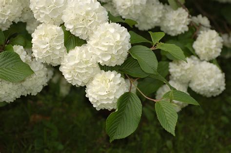 File:Snowball Viburnum Viburnum plicatum Flowers 2.jpg