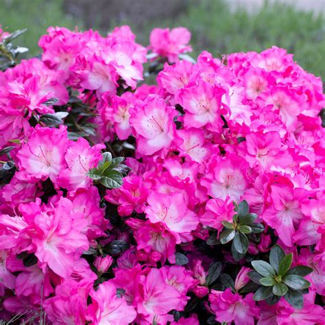 Evergreen Azalea Heidi - Evergreen Azaleas - Millais Nurseries