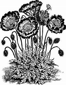 Free Flower Clipart Black And White by Flower Clipart Black And White Clipartion Free Flower Clipart Black And White