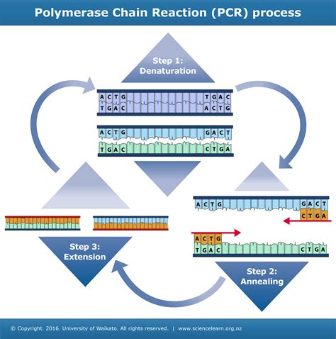 Image result for PCR Process Steps