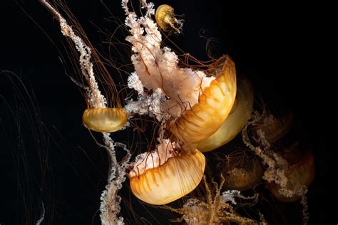 Life Cycle Of Flower Hat Jellyfish | Best Flower Site