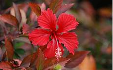 Hibiscus Flower Backgrounds by Wallpapers Hibiscus Flowers Wallpapers Hibiscus Flower Backgrounds