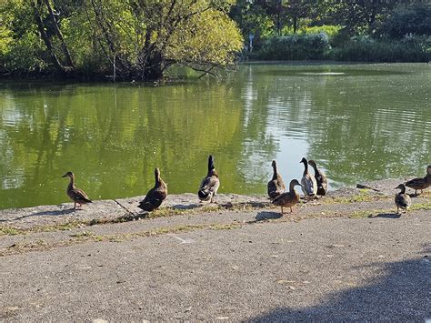 McKinley Park Natural Area - reviews,open hours,photo spots,things to ...