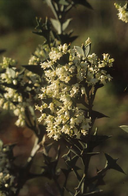 Colletia paradoxa - Crucifixion thorn, thorn of the cross, anchor plant ...