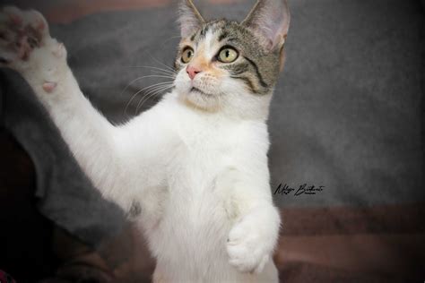 Taylor - Rescue Friends