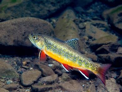 Fish and Aquatic Conservation | U.S. Fish & Wildlife Service