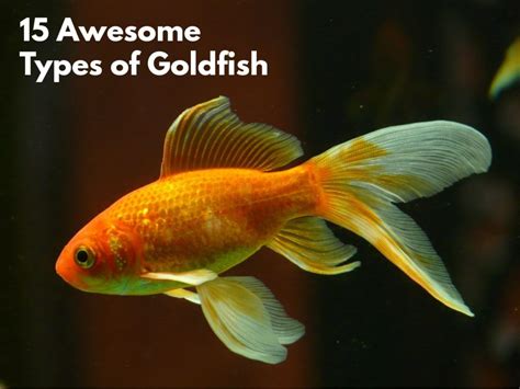 Goldfish - Water World Craze