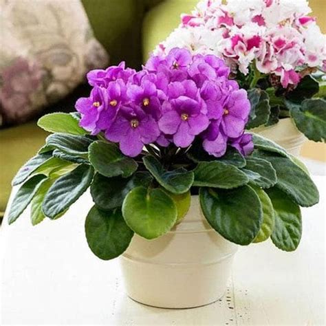 The Symbolic Meaning Behind Gifting Plants | Nurserylive