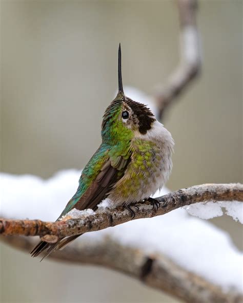 Hummingbird Torpor: What You Need to Know - Birds and Blooms