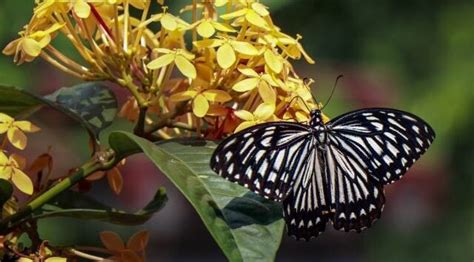 First Butterfly Park Of Northeast | UPSC Current Affairs | IAS GYAN