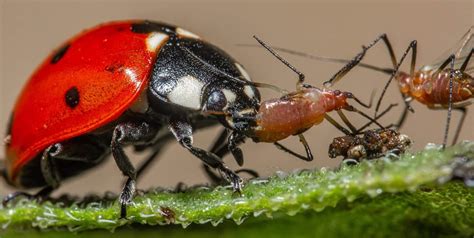 Ladybug Eating Aphid