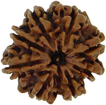 Arihant Gems and Jewels® 8 Mukhi Indian Rudraksha | Certified Natural ...