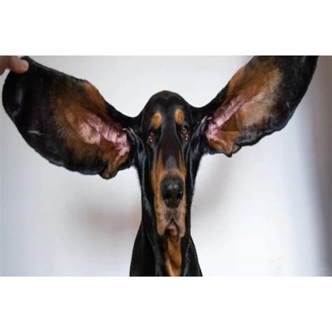 Worlds Biggest Ears