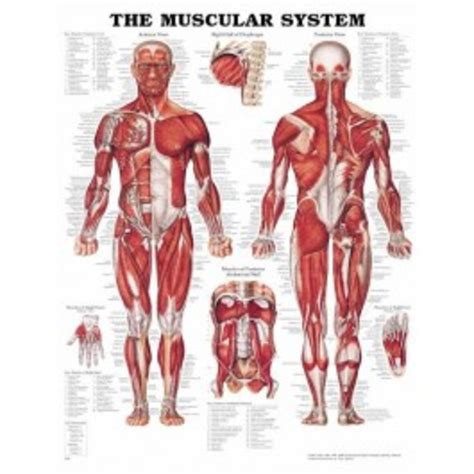 Image result for Functions of Muscles