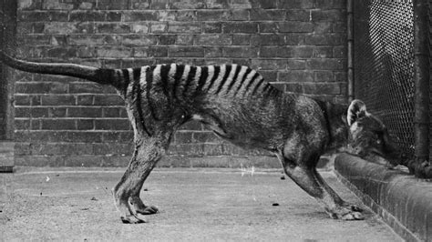 Video Unearthed of Extinct Tasmanian Tiger | Mental Floss