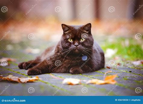 Brown British Shorthair Cat Outdoors Stock Photo - Image of outside ...