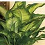 Image result for Lowe's Plants