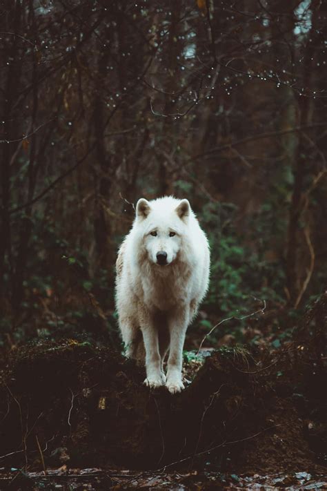 Image result for Lone Wolves