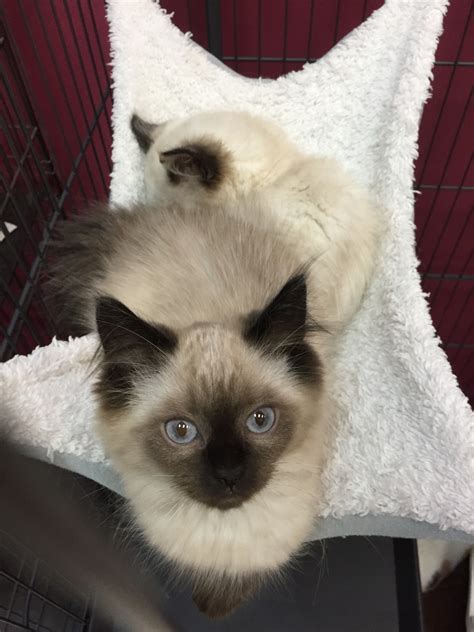 Siamese Cats For Sale | Columbus, OH #300908 | Petzlover