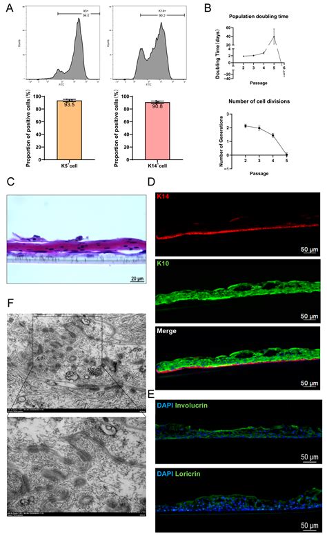 Self-Assembly of Human Embryonic-Stem-Cell-Derived Keratinocytes and ...