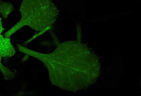 Snimljena je komunikacija između dvije biljke u trenutku opasnosti ...