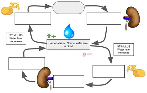 Image result for Positive Feedback Loop Endocrine System