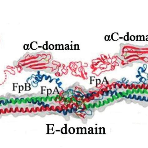 Image result for Fibrinogen Structure