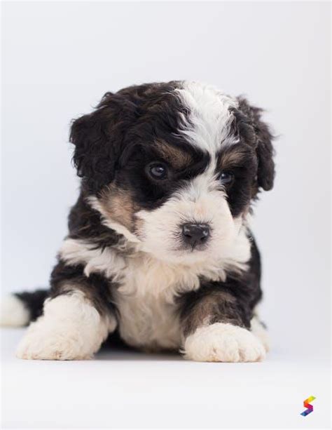 Define Whelp, Whelp Meaning, Whelp Examples, Whelp Synonyms, Whelp ...