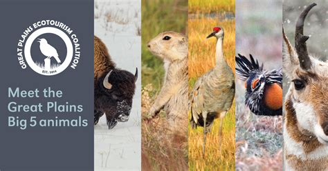 Coastal plains animals