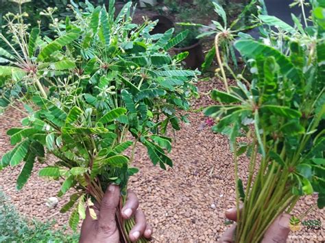 Mukkutti Plant For Sale In India | Online plant nursery