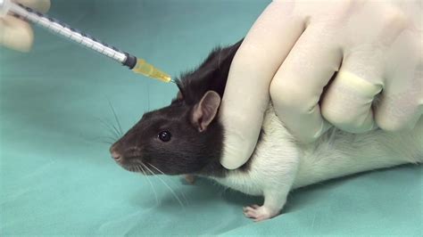 Image result for Subcutaneous vs Intradermal Mouse Injection