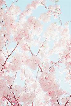 Iphone Pastel Aesthetic Floral Wallpaper by Start To Bloom Iphone Wallpaper Aesthetic Flower Iphone Pastel Aesthetic Floral Wallpaper