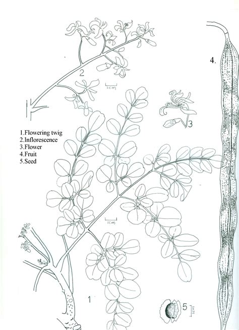 Herbarium JCB