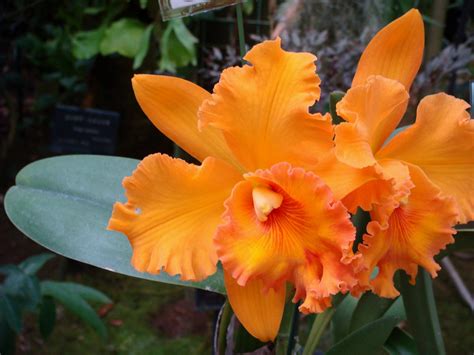 Rhyncholaeliocattleya Spanish Eyes