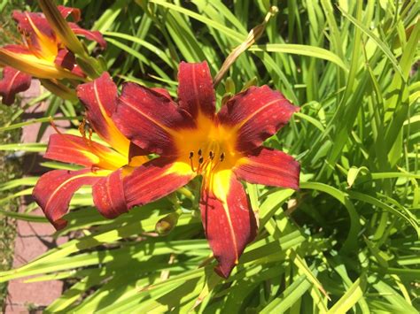 Daylilies (Hemerocallis) Flower, Leaf, Care, Uses - PictureThis
