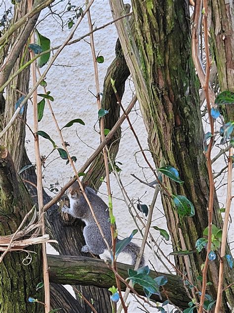 Image result for Squirrel Tree Guard