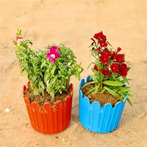 Set of 2 - Antirrhinum Majus (snapdragon) / Dog Flower & Dianthus (any ...
