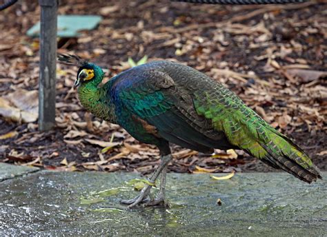 Pictures and information on Green Peafowl