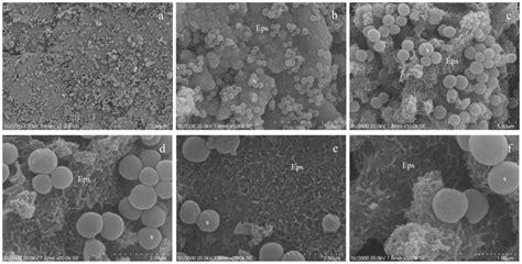 Characterization of Scardovia wiggsiae Biofilm by Original Scanning ...