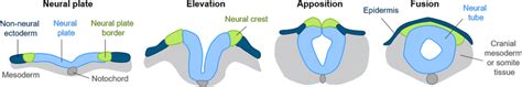 Image result for Neurulation Process